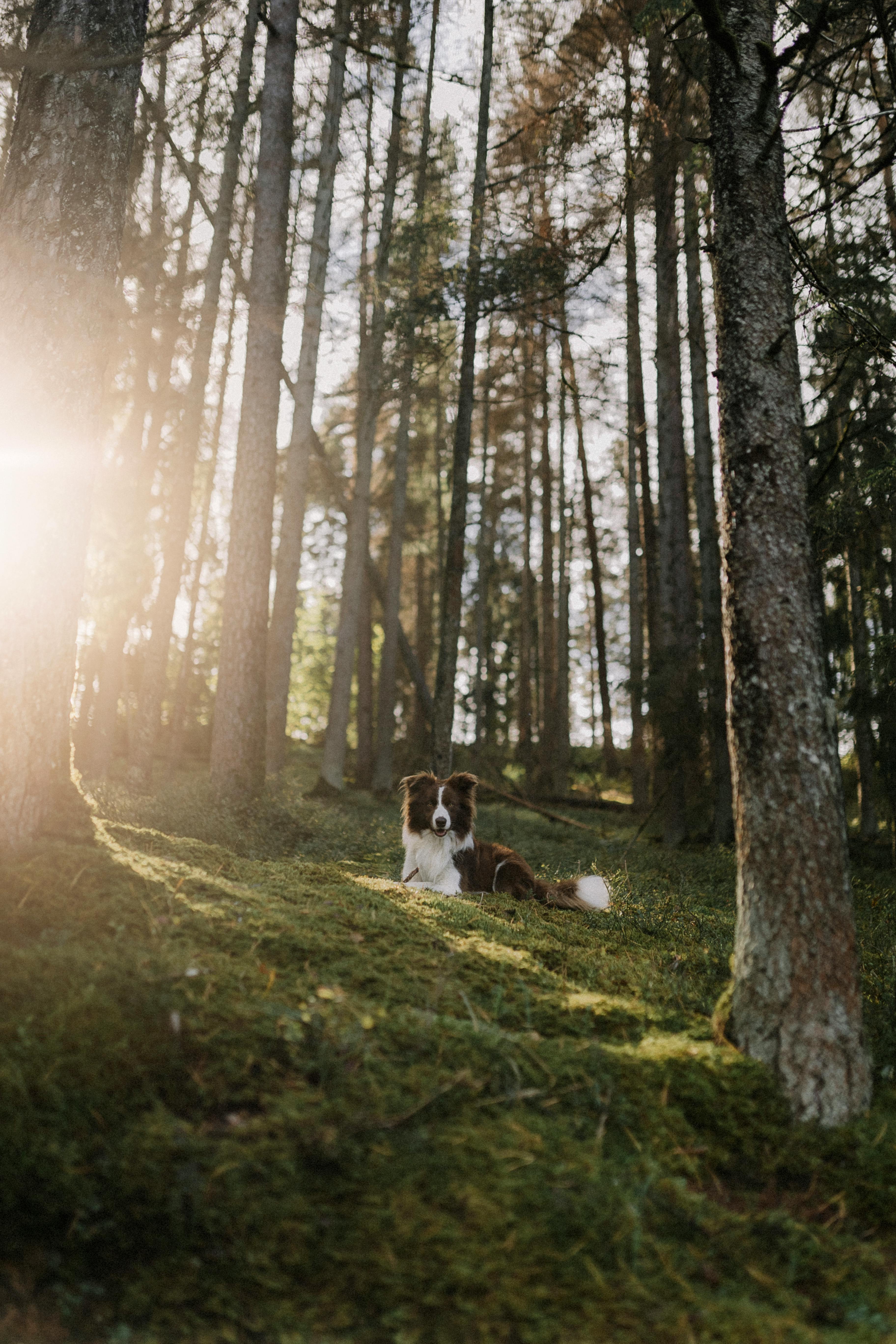 A serene Border Collie relaxes in a sunlit forest surrounded by tall trees.