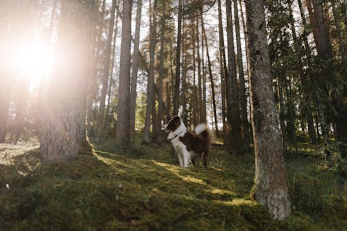 Darmowe zdjęcie z galerii z border collie, domowy, drzewa