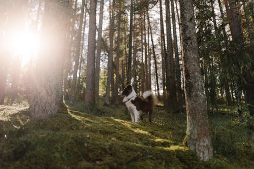 Free A border collie stands attentively in a sun-drenched forest clearing with tall trees. Stock Photo