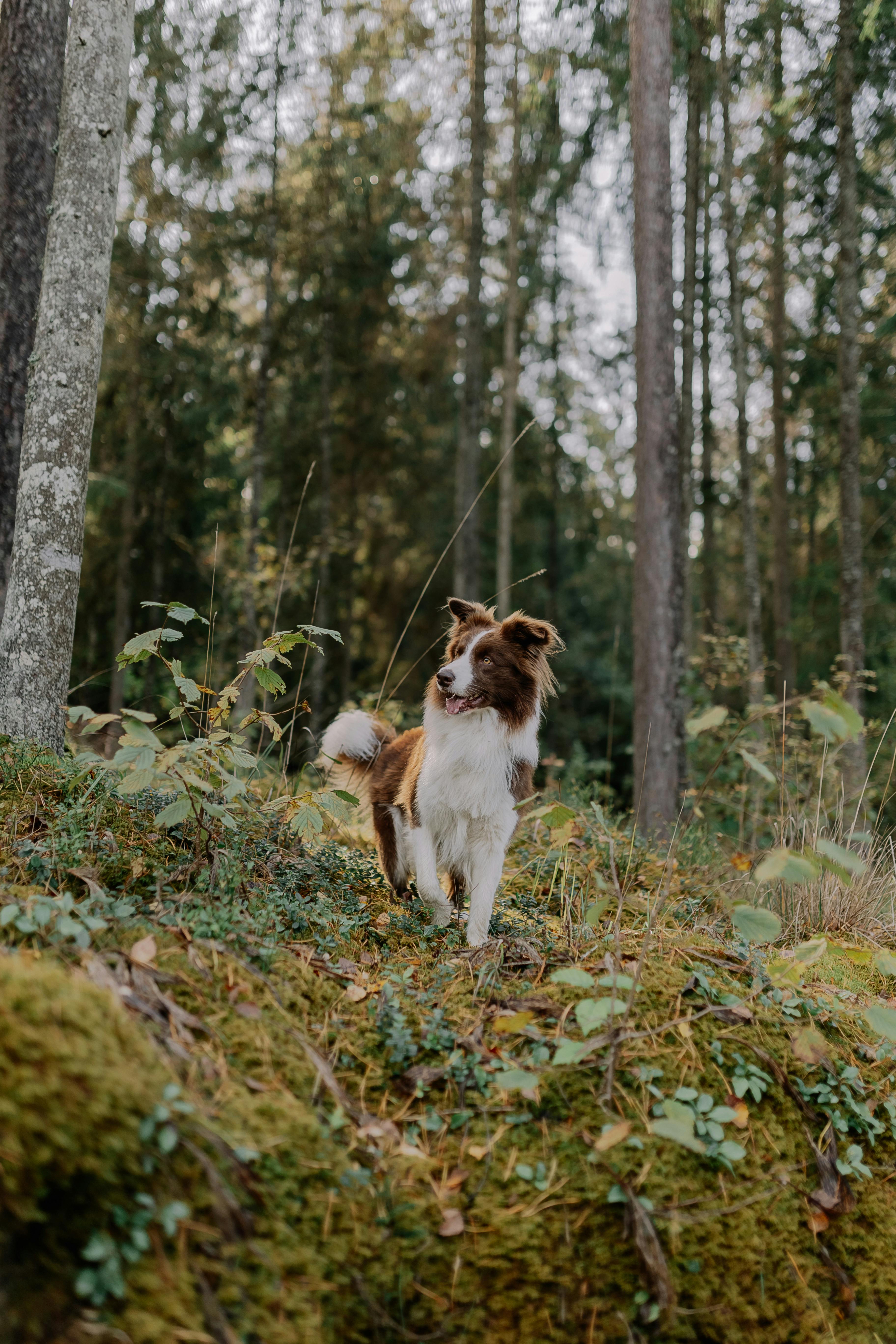 A border collie standing alert in a lush forest, exuding a sense of adventure.