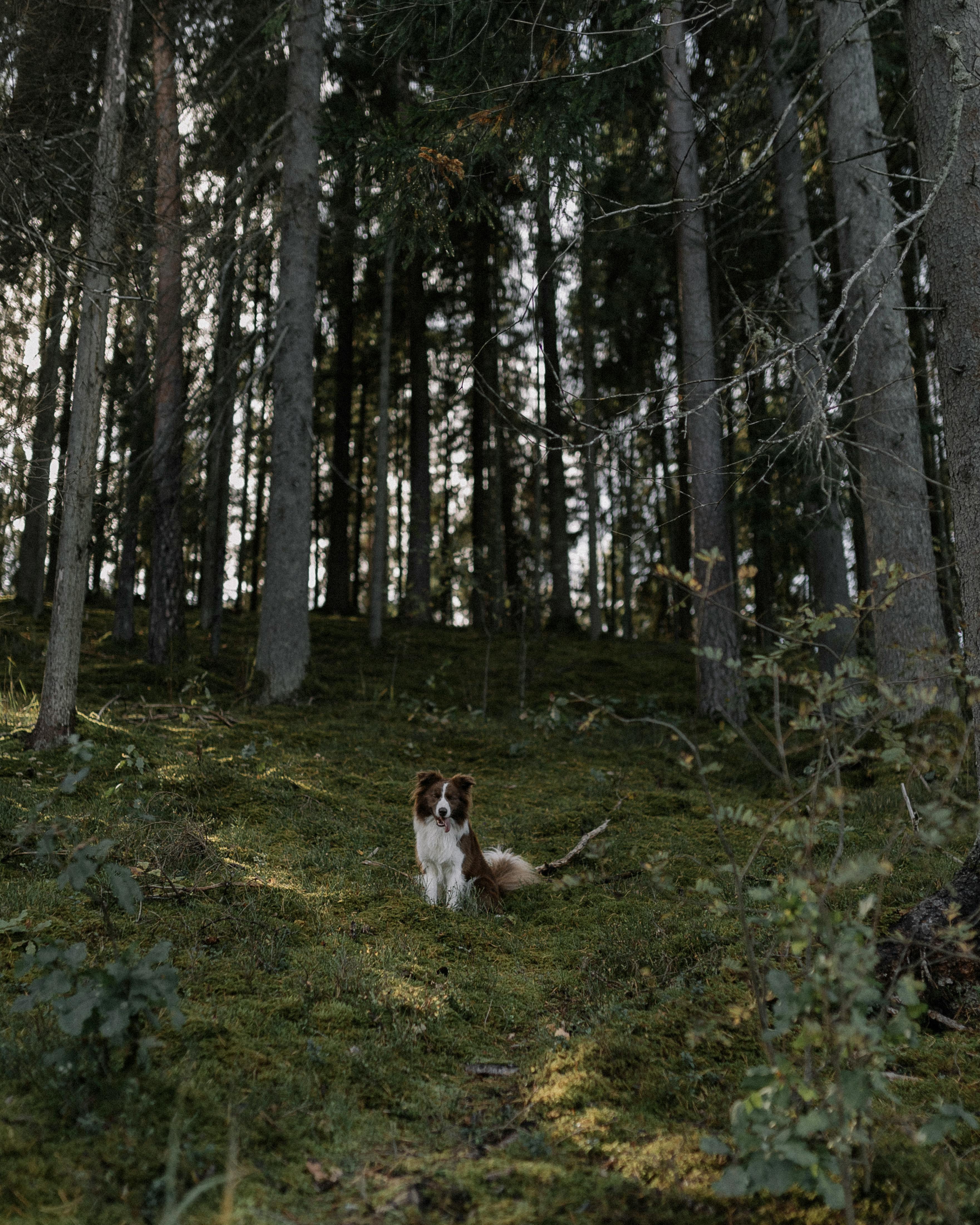 Border Collie Sitting on a Hillside in the Forest · Free Stock Photo