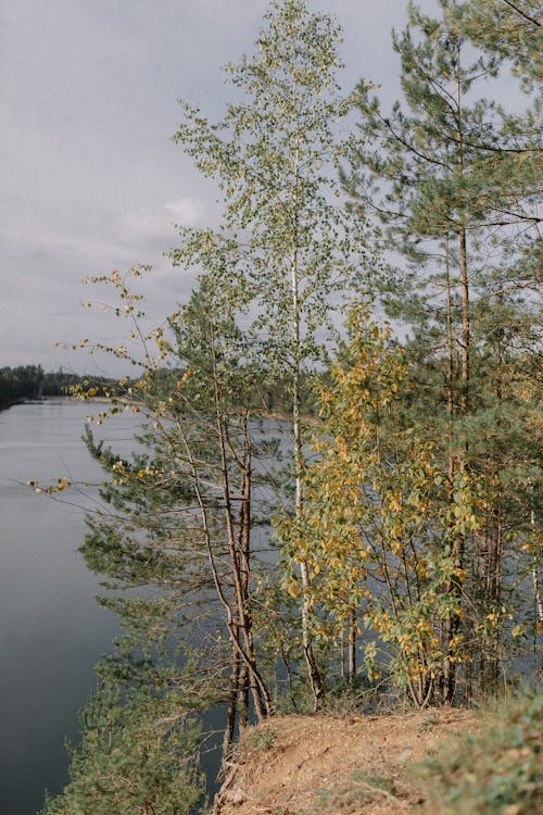 View of Trees and a Body of Water