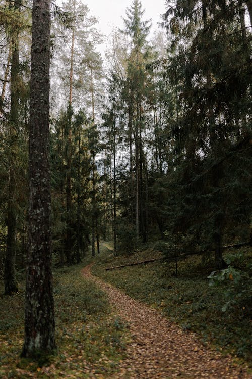 View of a Path in a Forest 