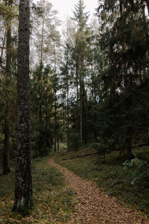Free A peaceful path meandering through a lush evergreen forest, bathed in natural light. Stock Photo