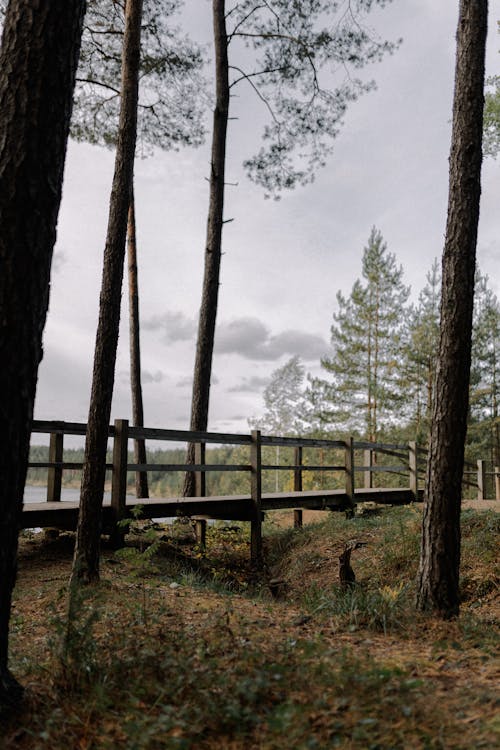 垂直拍攝, 景觀, 木 的 免費圖庫相片