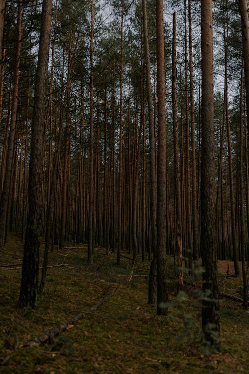 Základová fotografie zdarma na téma jehličnan, les, prostředí