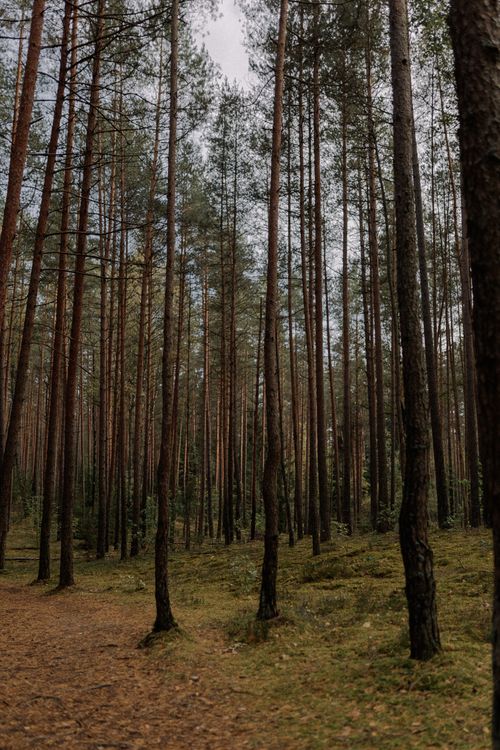 Free Peaceful wooded area with dense pine trees and earthy tones, ideal for nature lovers. Stock Photo
