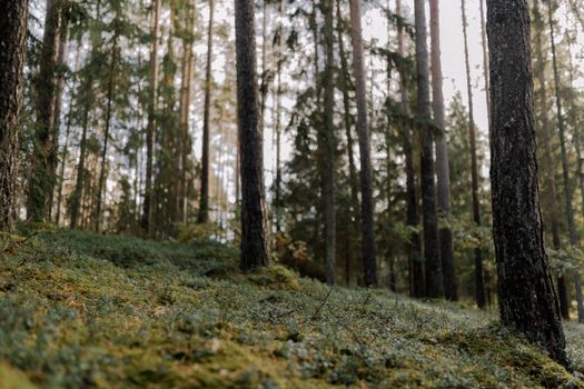 Tranquil forest scene with tall trees and lush undergrowth, perfect for nature lovers.