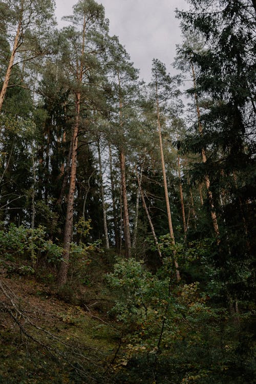 Základová fotografie zdarma na téma flóra, jehličnan, les