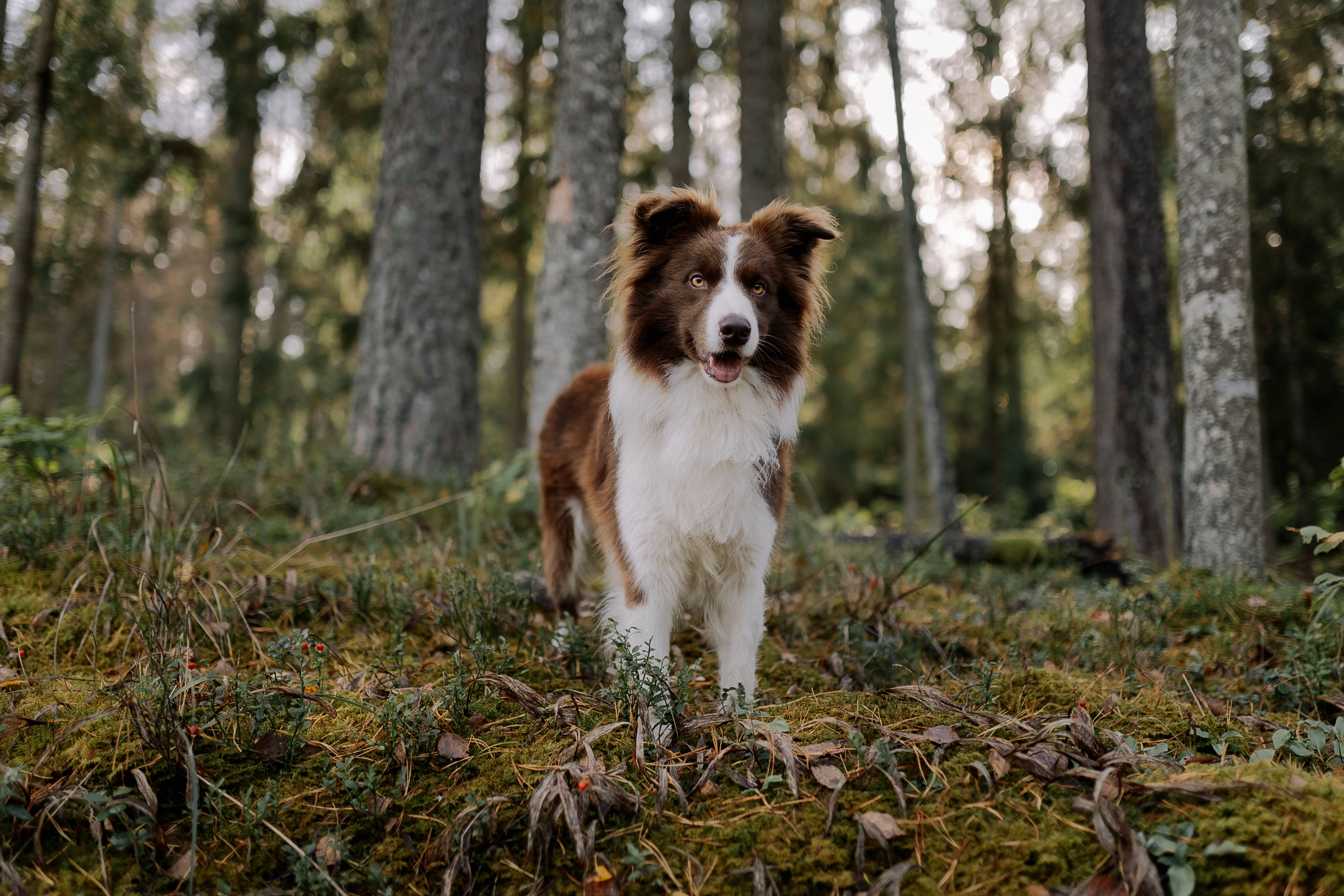 Border Collie: inteligência, comportamento e cuidados da raça