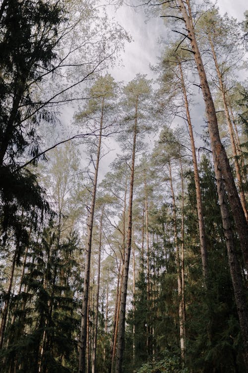 Základová fotografie zdarma na téma flóra, jehličnan, les