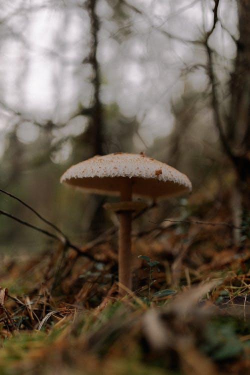 dikey atış, doğa, macrolepiota procera içeren Ücretsiz stok fotoğraf