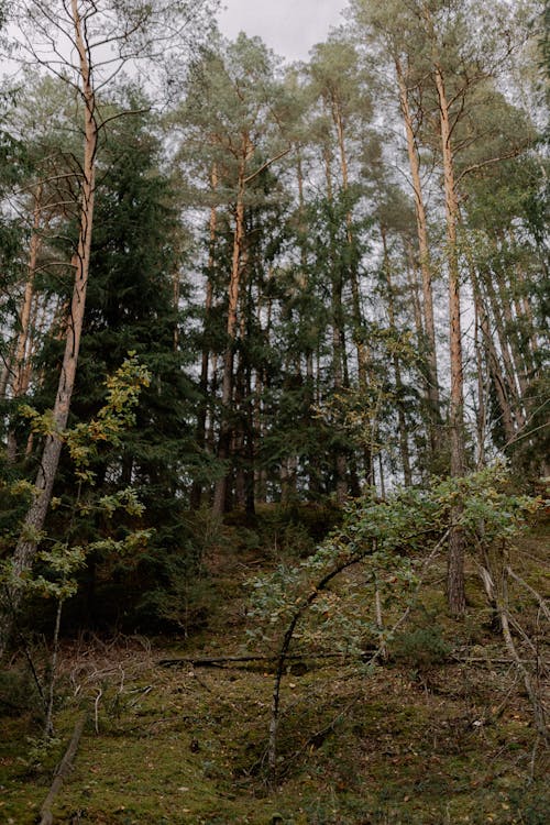 Základová fotografie zdarma na téma flóra, jehličnan, les