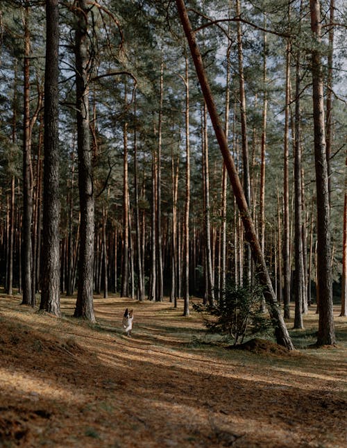 A Border Collie Dog in a Forest