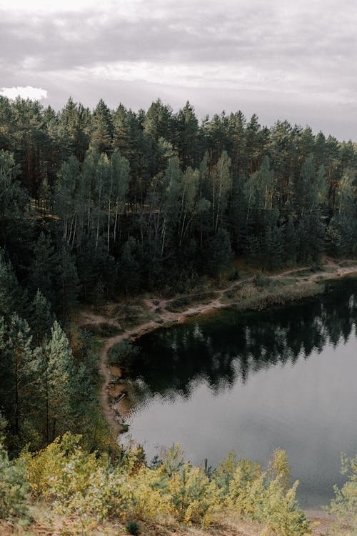 Ilmainen kuvapankkikuva tunnisteilla havupuut, heijastus, kasvikunta