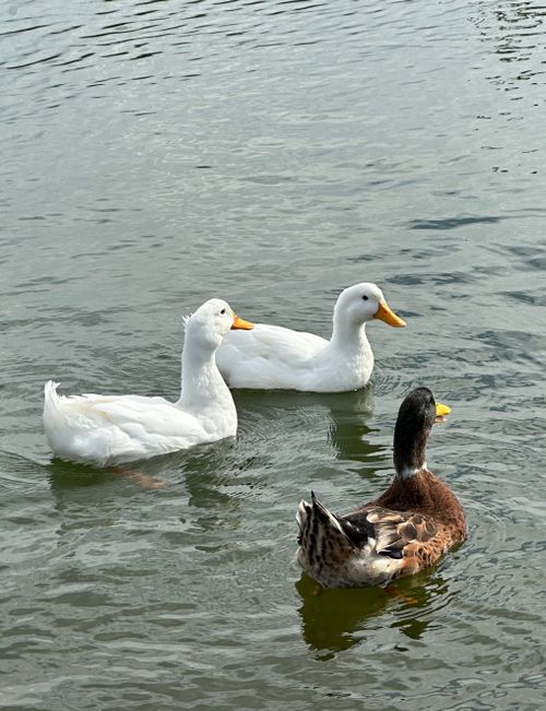 Free A group of ducks gracefully swimming in a calm lake, showcasing vibrant wildlife at its purest. Stock Photo