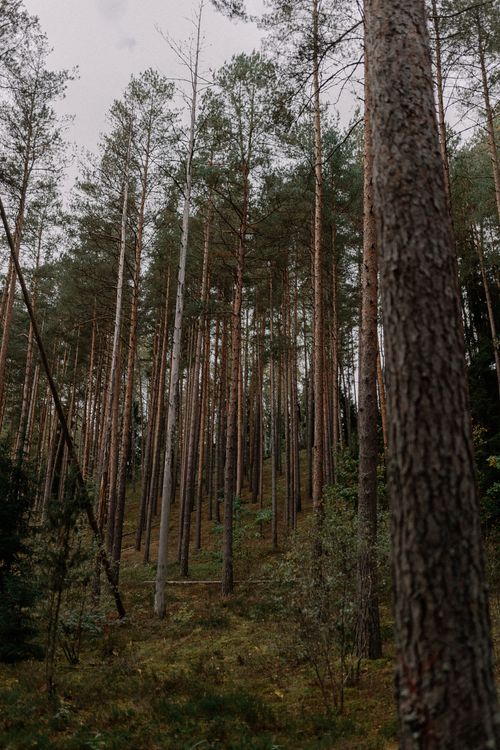 Free A serene view of a lush forest featuring towering pine trees and a verdant undergrowth. Stock Photo