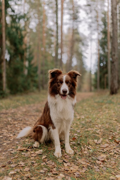 Gratis stockfoto met bomen, border collie, Bos