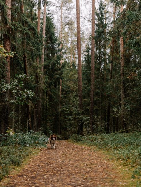 Border Collie leisurely walking on a serene forest path surrounded by lush trees.