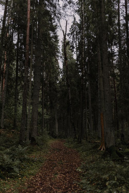 View of a Path in a Forest