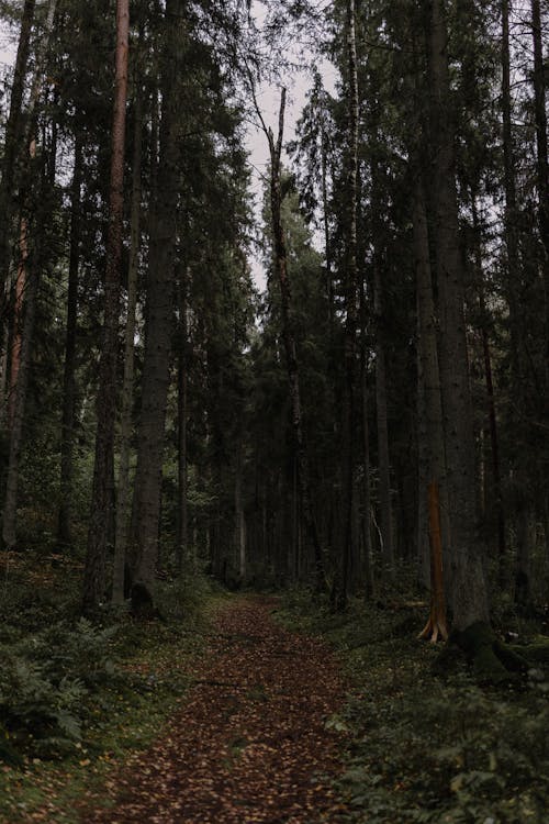 Základová fotografie zdarma na téma cesta, flóra, jehličnan