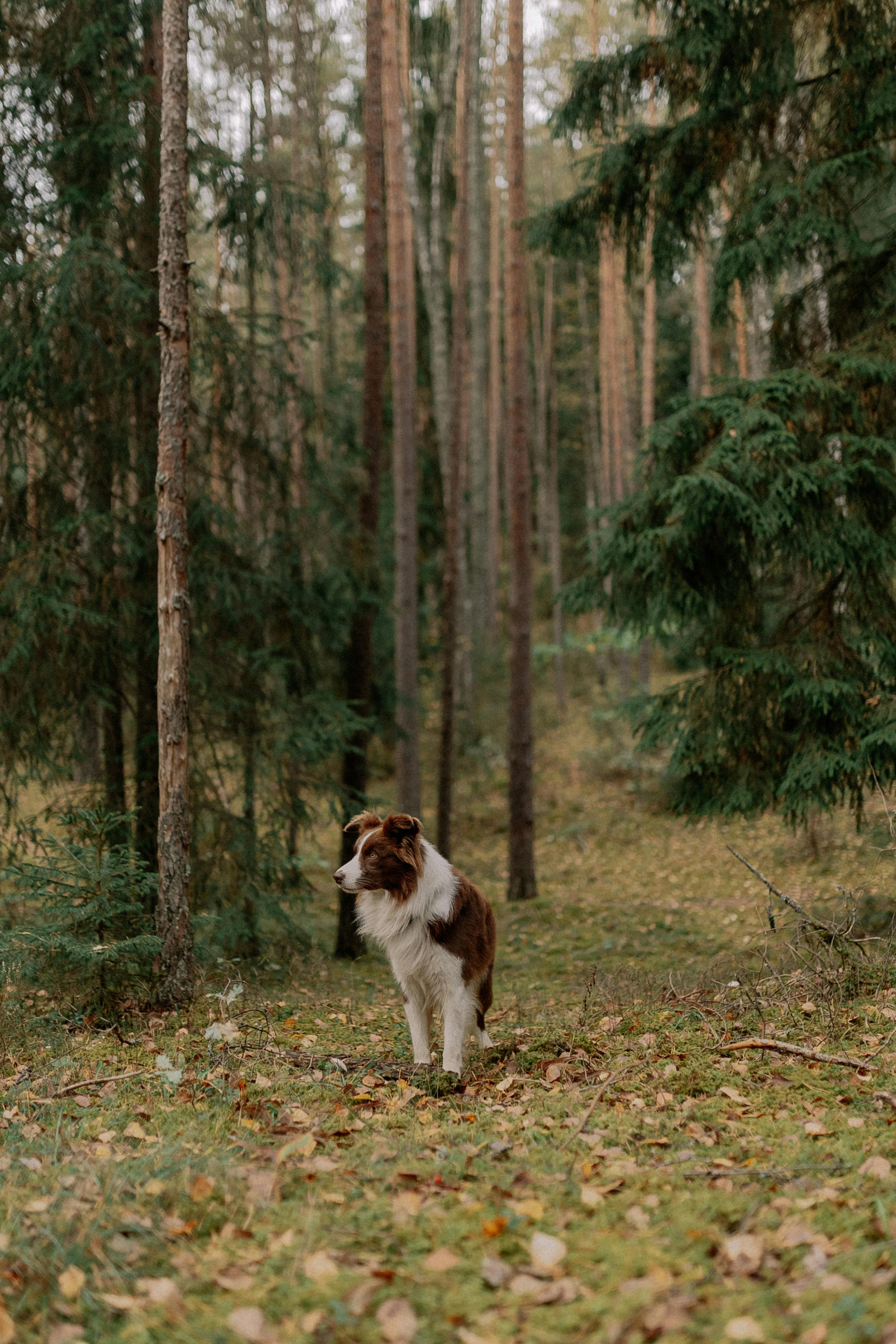 A cute Border Collie standing amidst tall trees in a tranquil forest atmosphere.