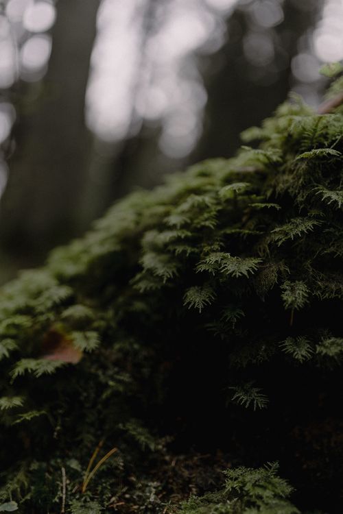 Free Close-up of lush green moss on a forest floor, creating a serene and moody atmosphere. Stock Photo