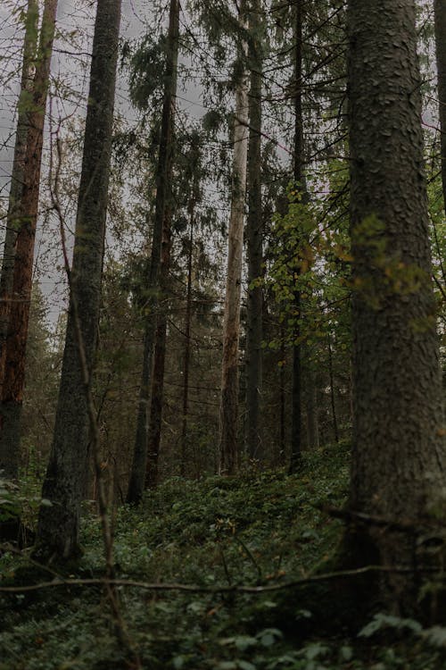 Základová fotografie zdarma na téma flóra, les, mletý