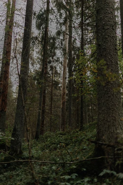 Free Explore the serene beauty of a dense evergreen forest with tall trees and lush greenery. Stock Photo