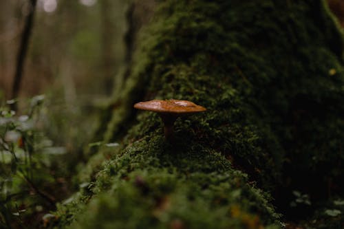 Бесплатное стоковое фото с выборочный фокус, гриб, грибы