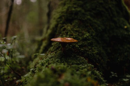 Close-up of a Mushroom in the Forest