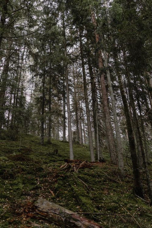 Free Peaceful coniferous forest scene with lush green moss and towering trees. Stock Photo