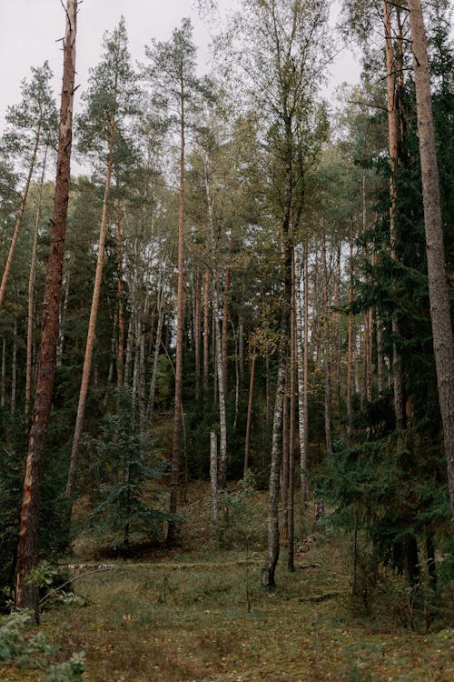 Základová fotografie zdarma na téma flóra, jehličnan, les