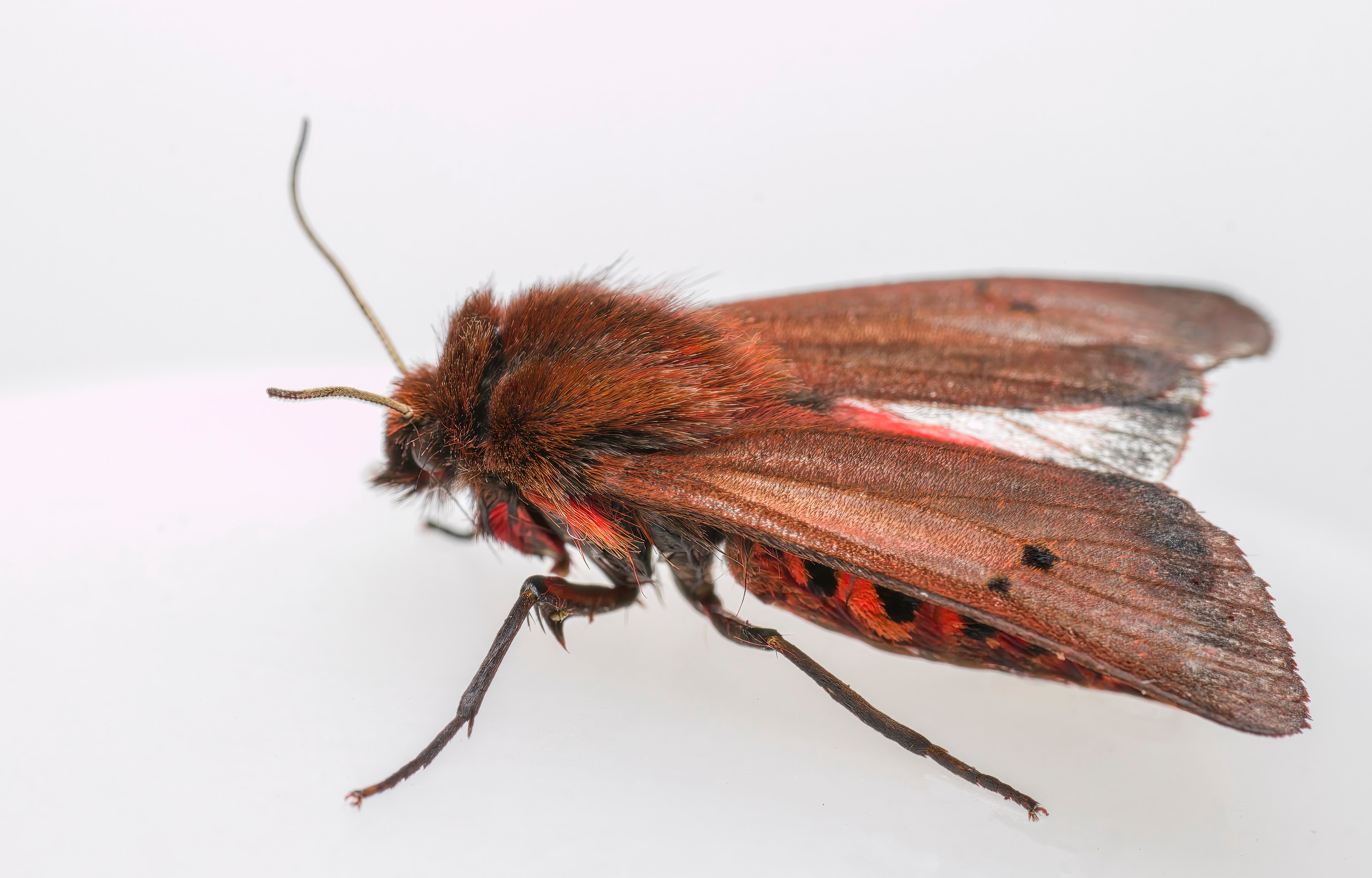 A close-up comparison showing irregular moth holes with frayed yarn ends next to evenly worn wool fabric surface