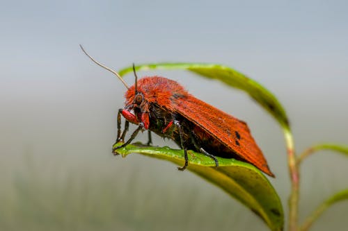Exotic Insect on Leaf