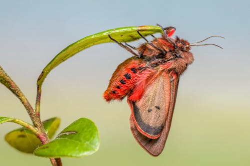 Ruby Tiger Moth Under a Leaf