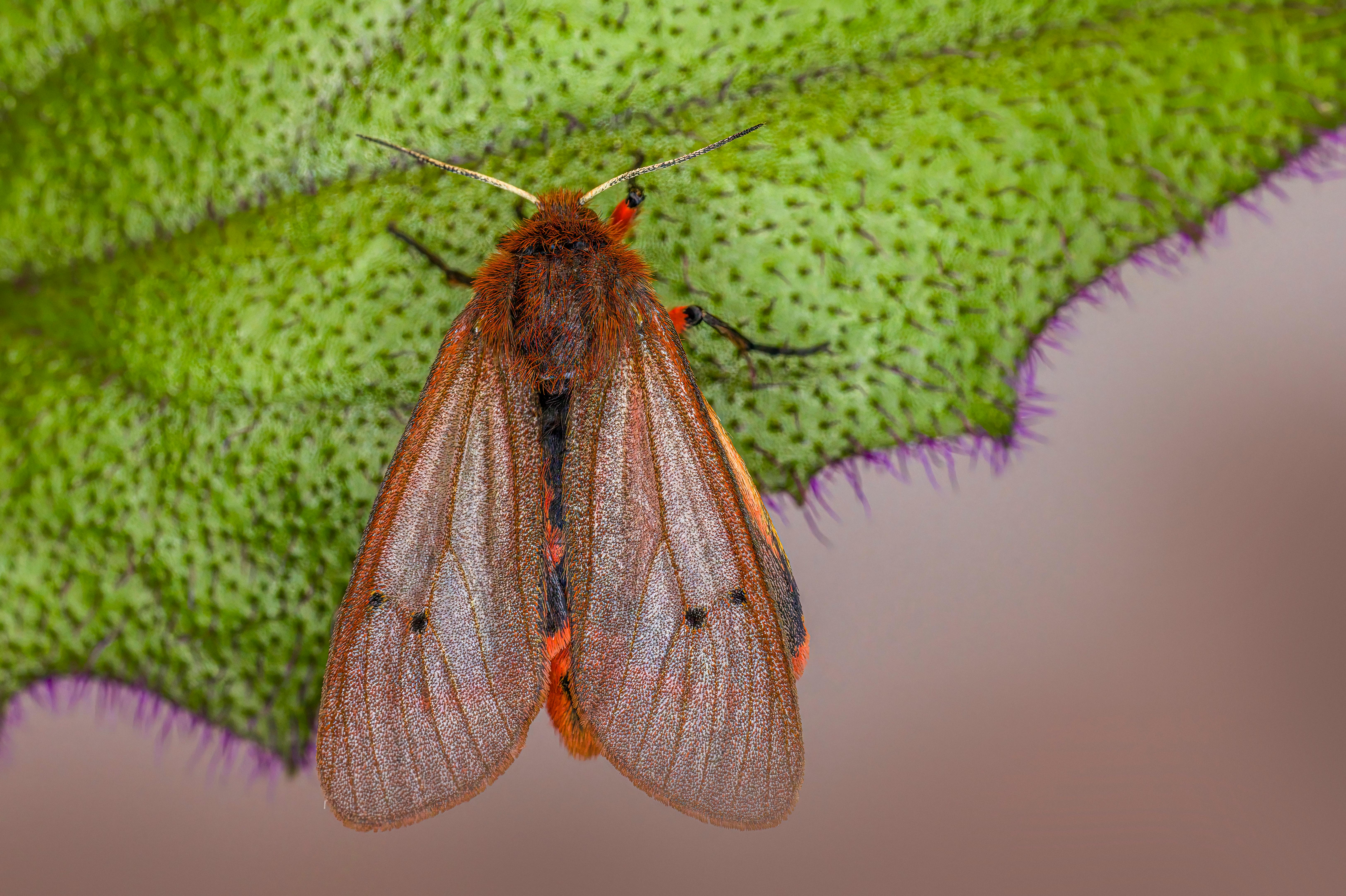 A moth with orange and black wings sits on a leaf · Free Stock Photo