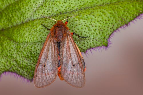 Moth on Leaf