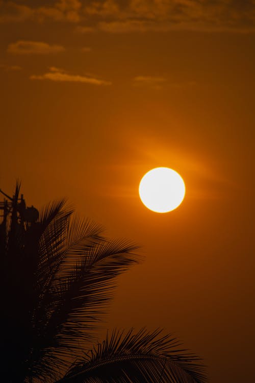 Sun, and a Palm Silhouette against the Brown Sky
