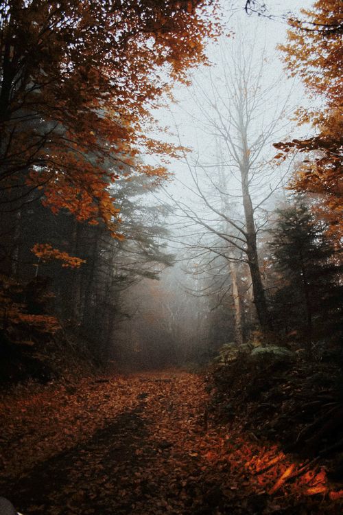 Free Explore a misty autumn path through a dense forest in Balıkesir, Türkiye. Stock Photo