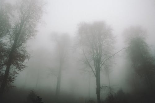 Mysterious Park in Fog