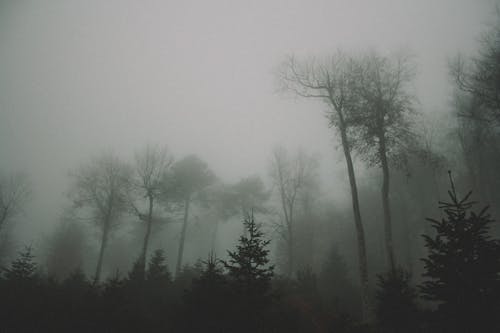 Thick Fog Over the Forest