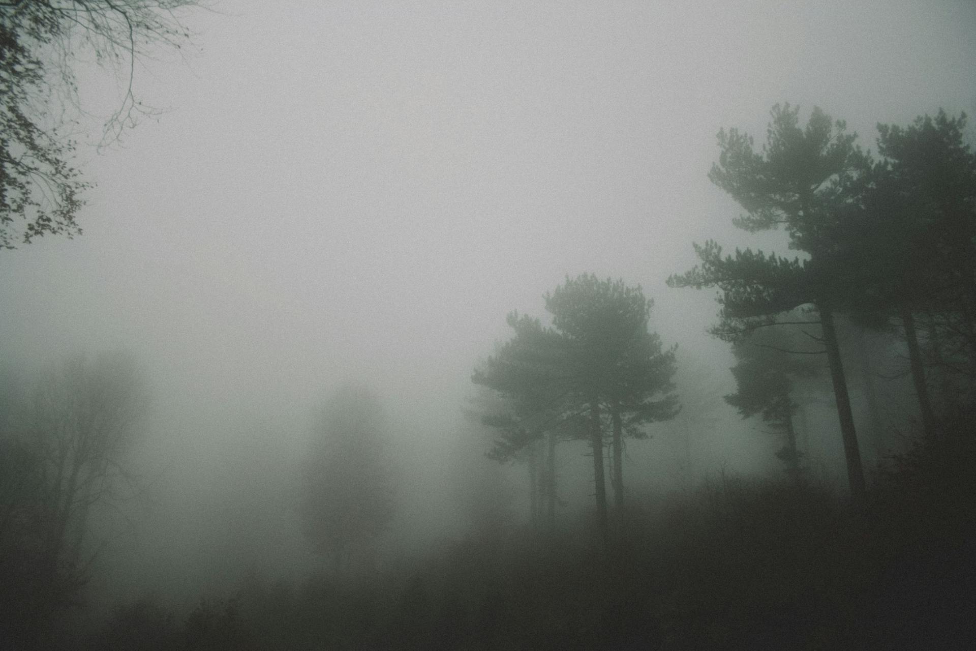 Forest Covered with Thick Fog