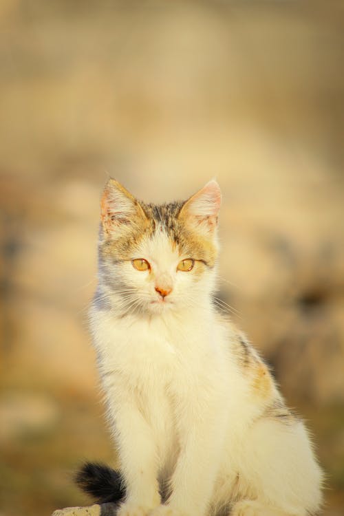 Foto d'estoc gratuïta de gat blanc, gat calic, gat domèstic