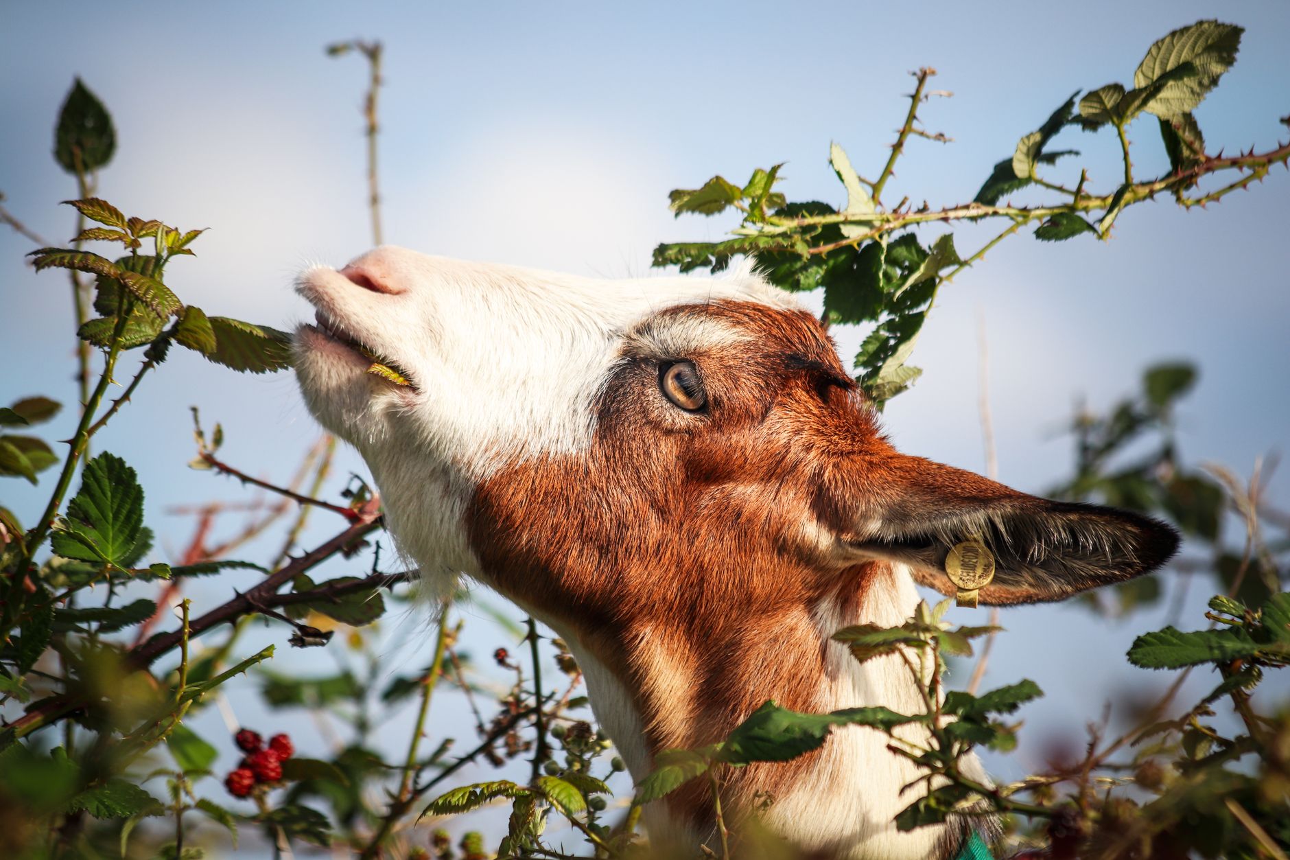 Veterinarian examining a goat during a checkup