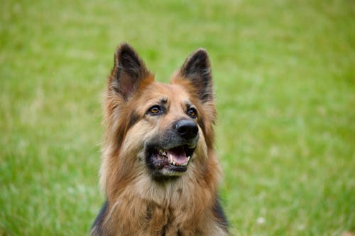 개, 녹색 배경, 동물 사진의 무료 스톡 사진