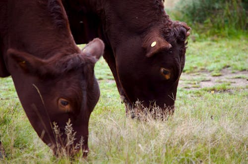 Heads of Cows on Pasture