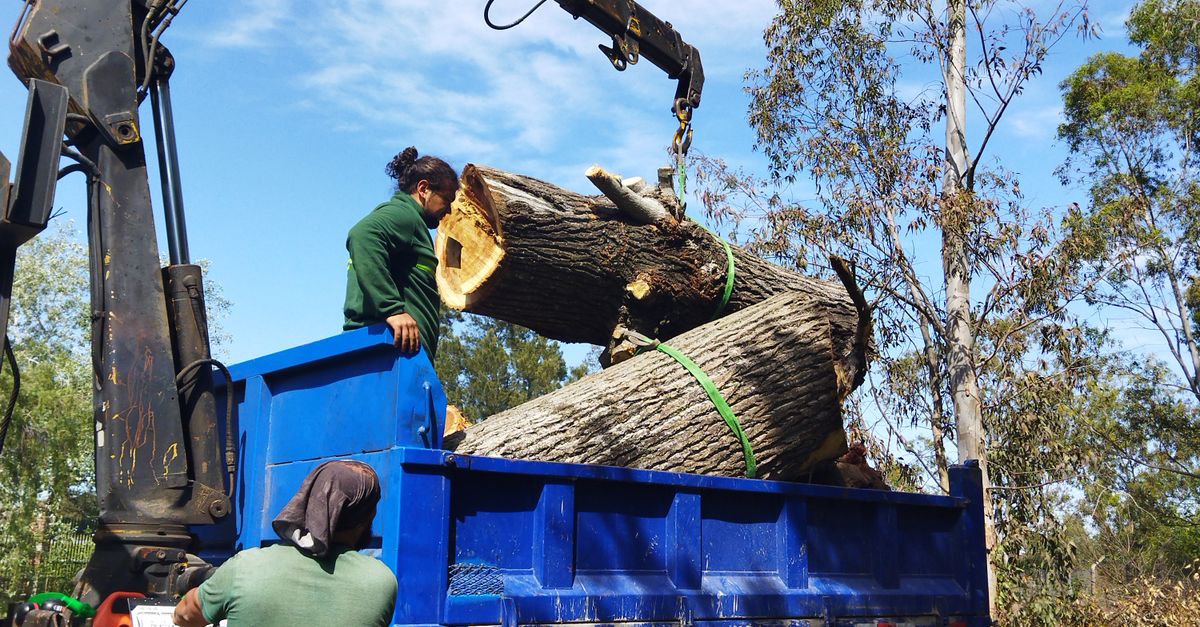 Load Timber Man Loading Timber on Truck · Free Stock Photo