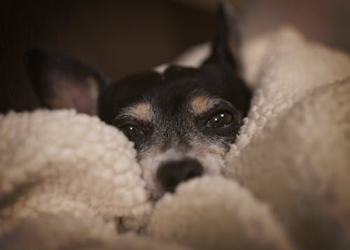 Foto profissional grátis de cachorros