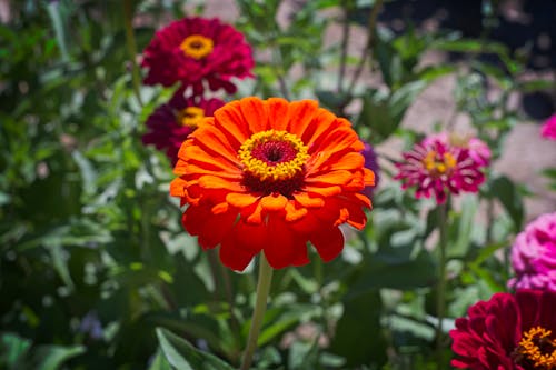 Foto profissional grátis de flores, outono, outubro